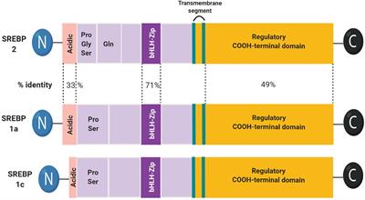 Recent Insights Into SREBP as a Direct Mediator of Kidney Fibrosis via Lipid-Independent Pathways